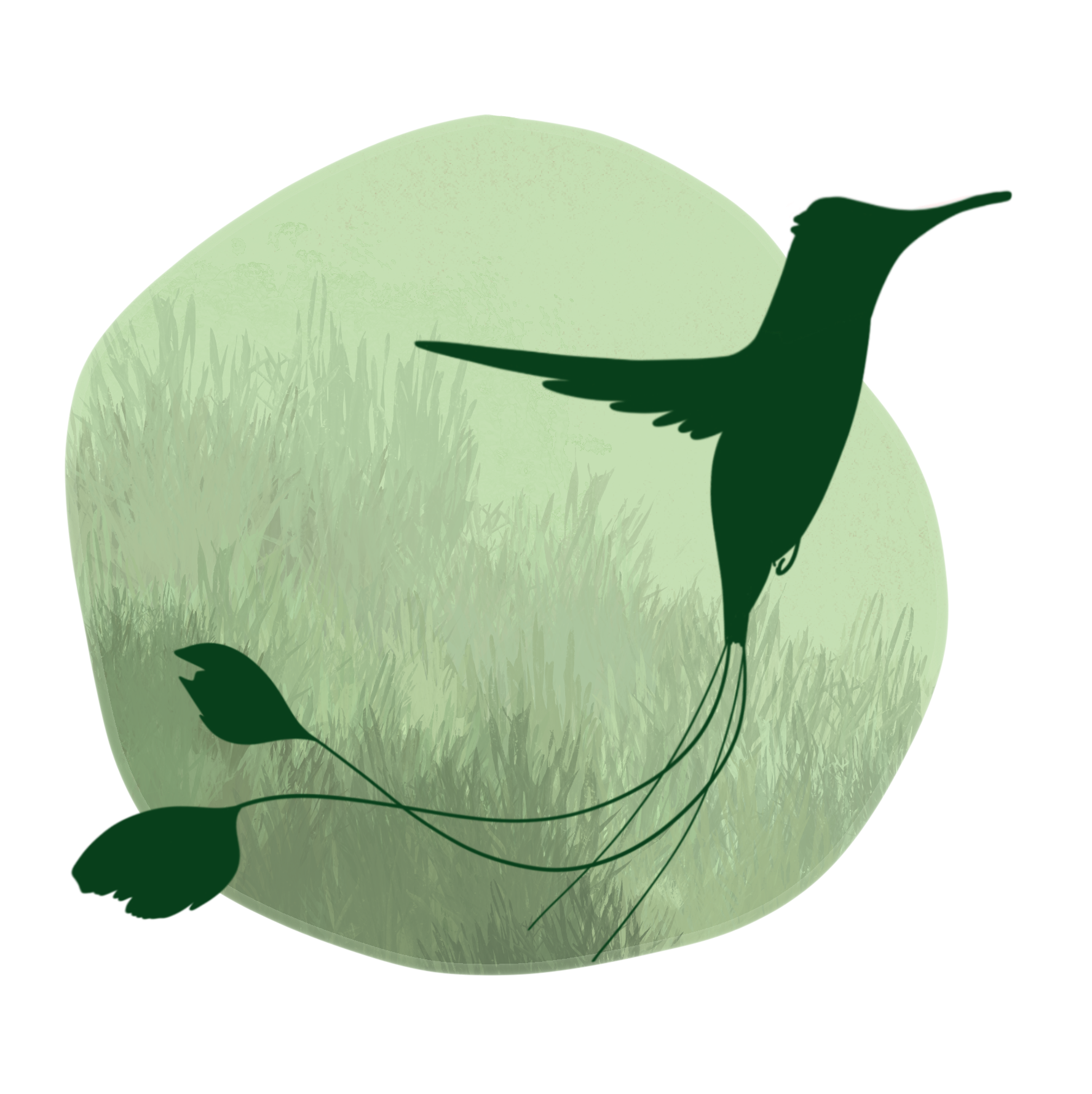 Tania Miotti Logo officiel Colibri à queue de spatule