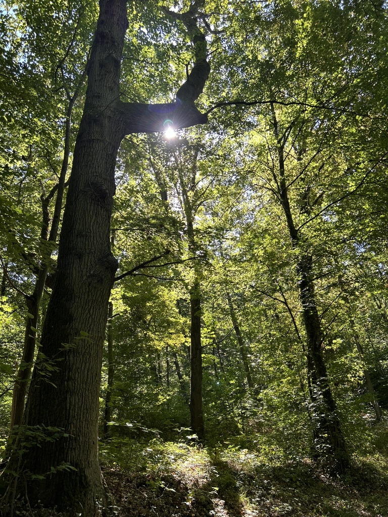 Images d'arbre en forêt et le soleil qui perce à travers le feuillage