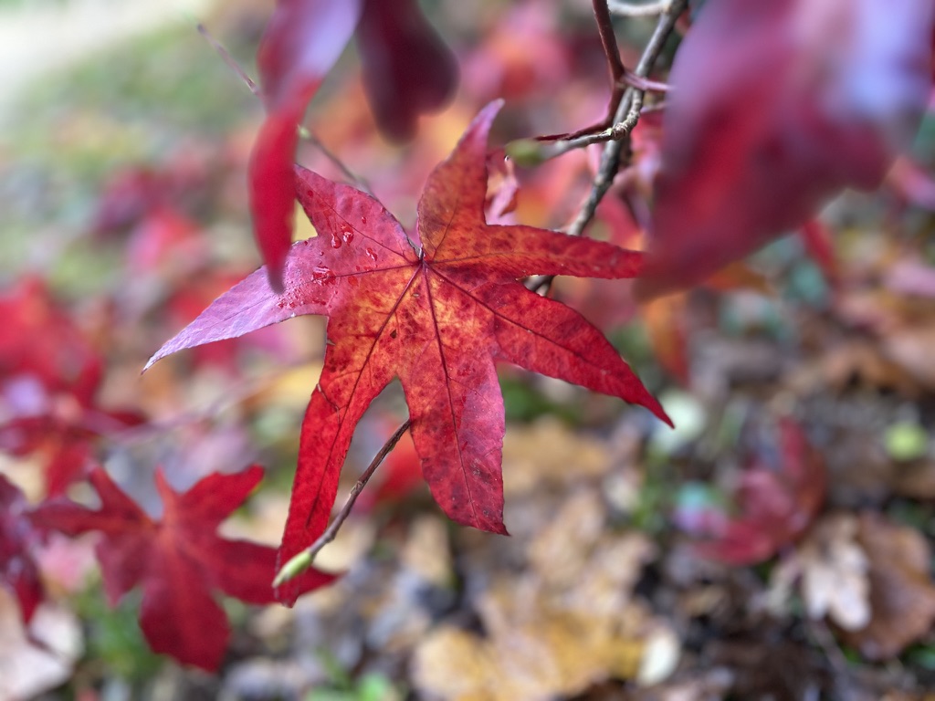 nature déconnexion a soi