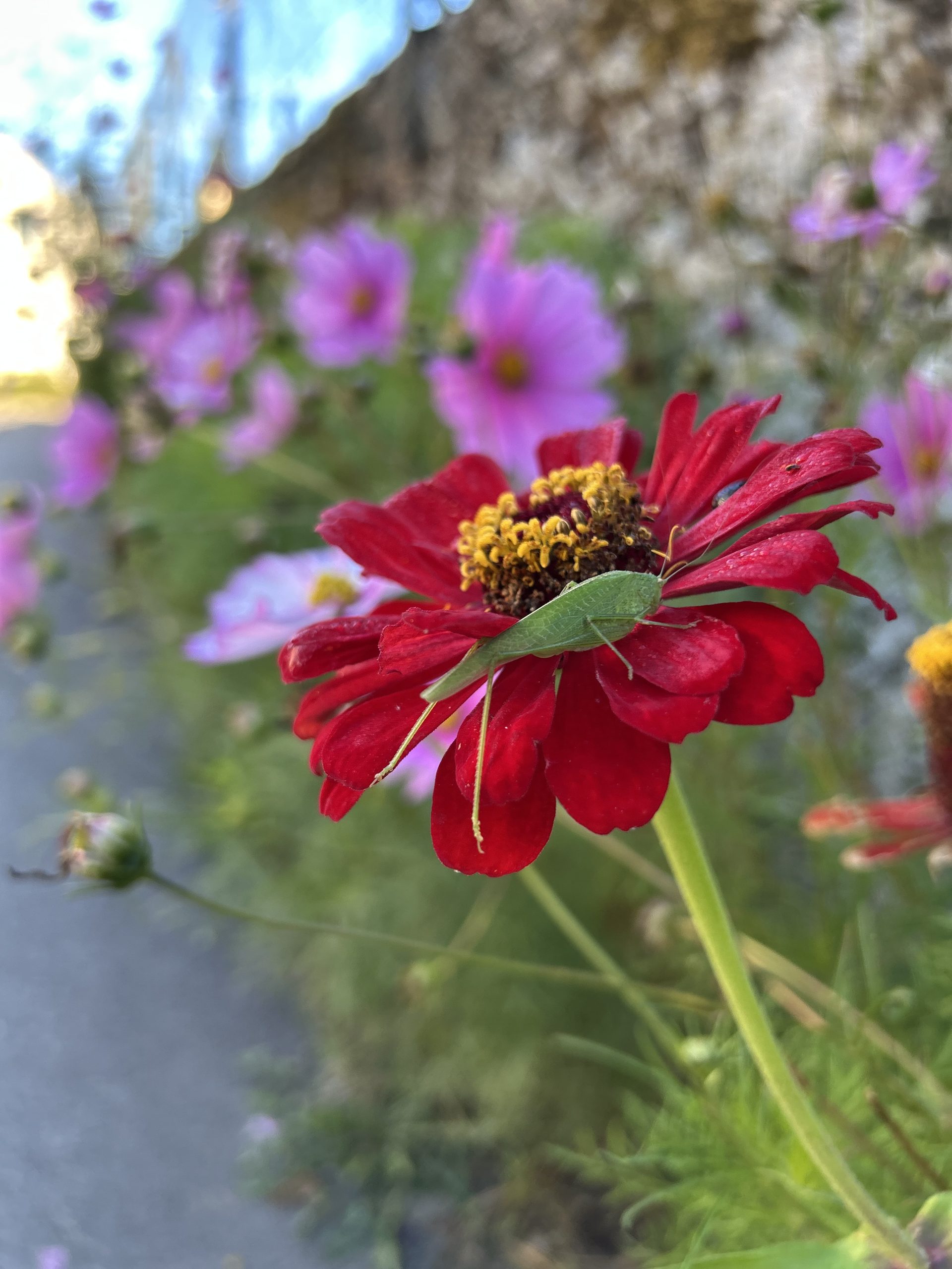 Insecte sur fleur pour symboliser la vie et ses differentes facettes