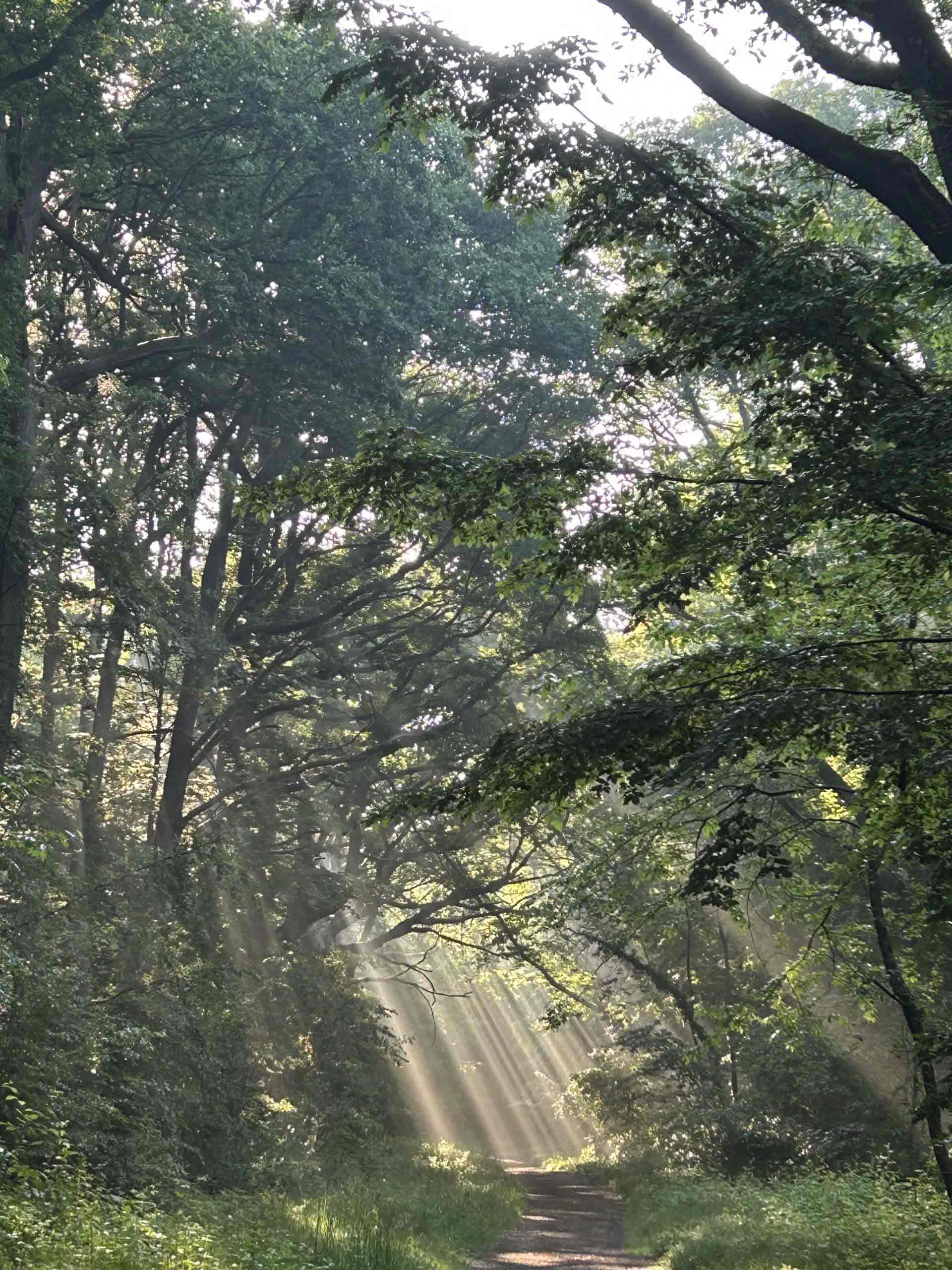 rayons du soleil qui illuminent le sous bois